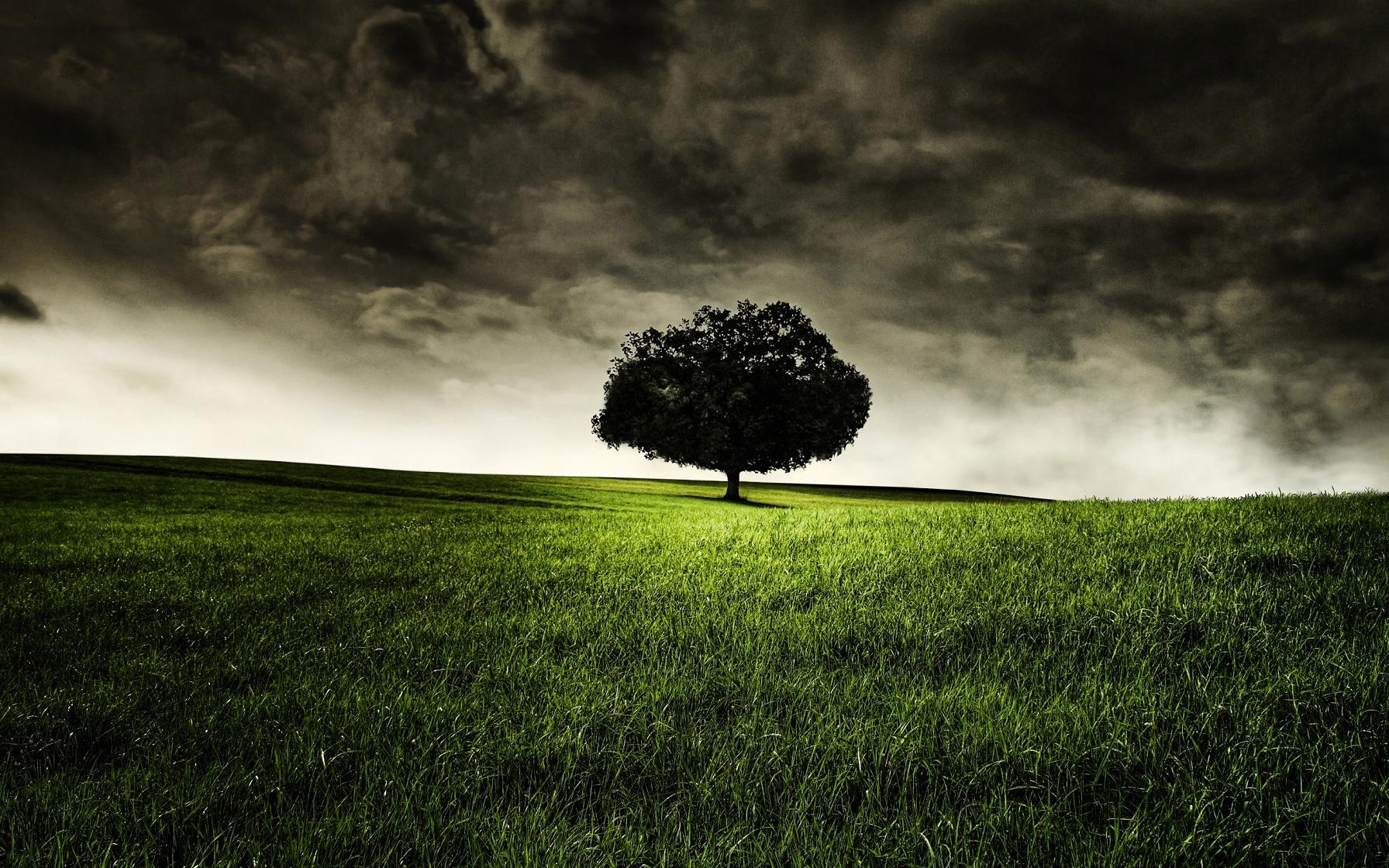 Lonely Tree