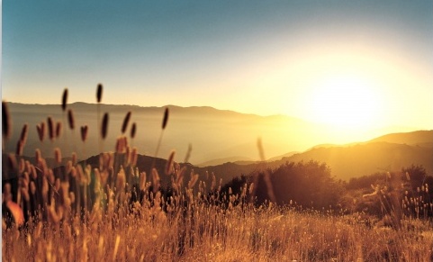 late_summer_field-t2