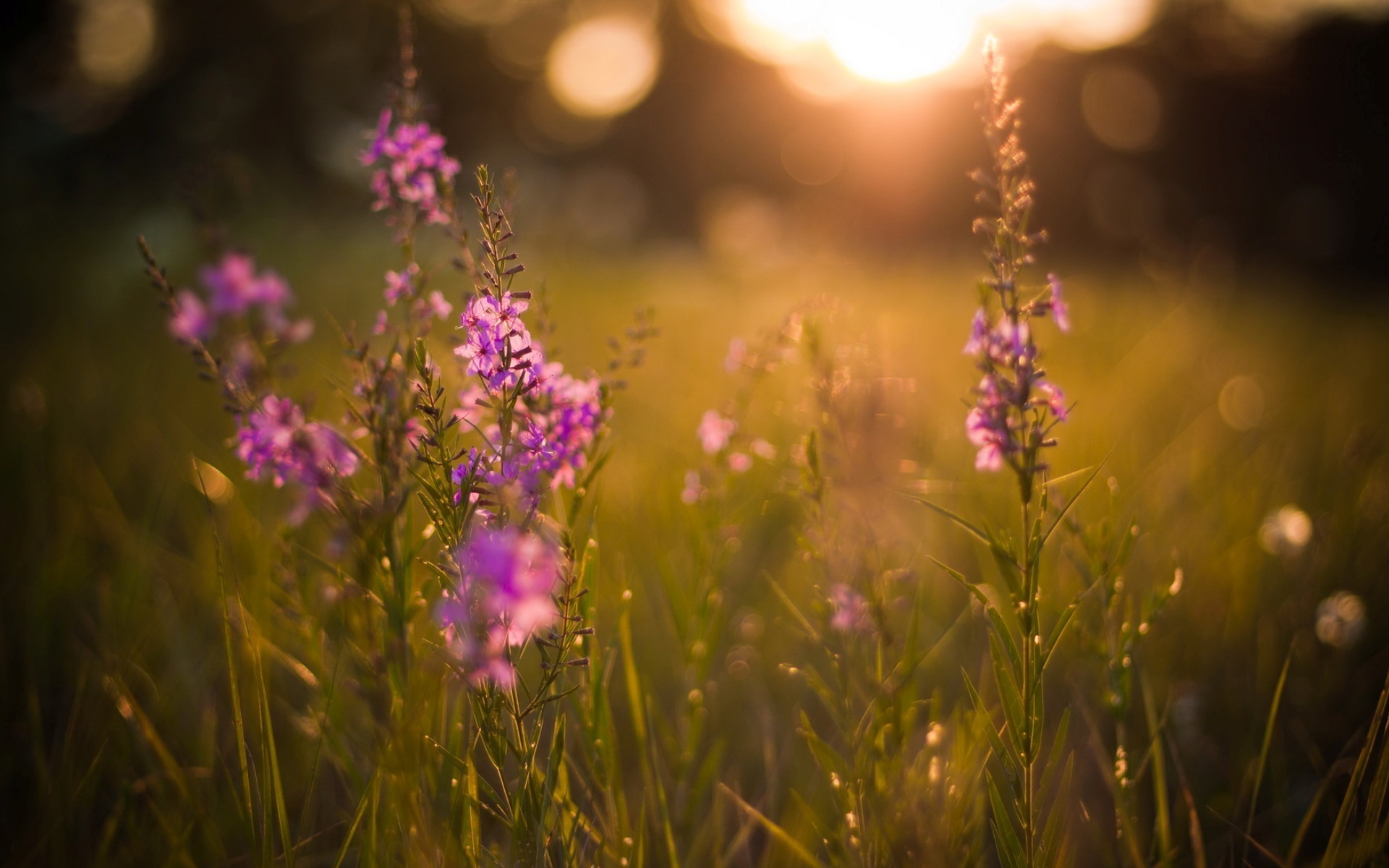 summer-evening-105161