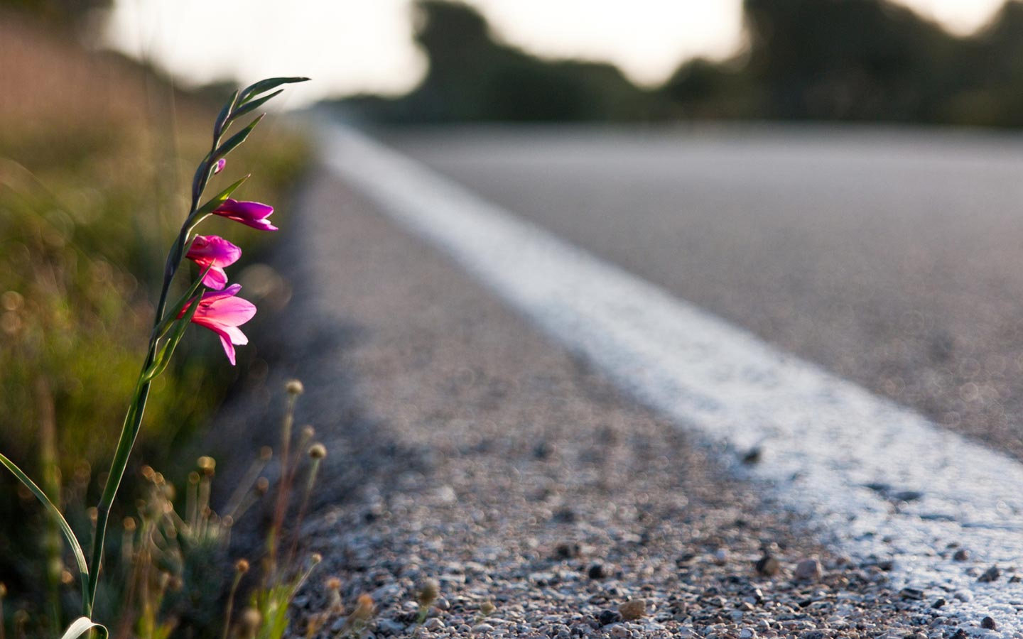 pink-flower-by-the-road-hd-free-abstract-wallpaper